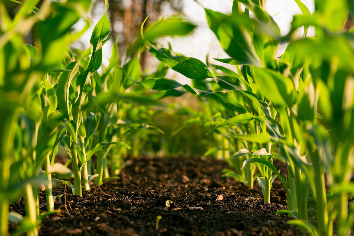 4K Natural organic agriculture and heritage